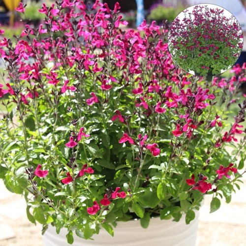 Salvia 'Visional Fuchsia' - Salvei 'Visional Fuchsia' P9/0,55L